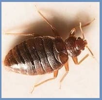 klopy dorogomilovo