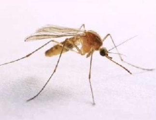 komari v elektrogorske