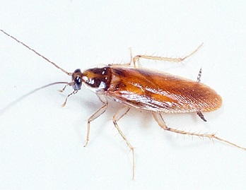 tarakani novogireevo