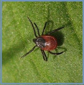 уничтожение клещей Куровское