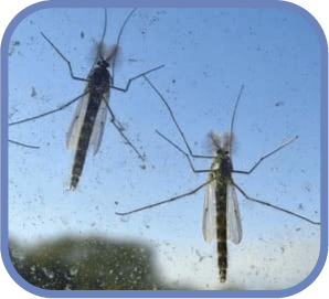 komarI v solnechnogorske